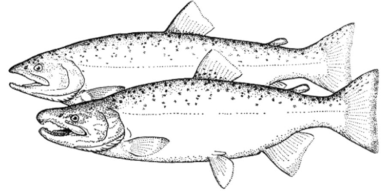 Oncorhynchus kisutch_01.jpg
